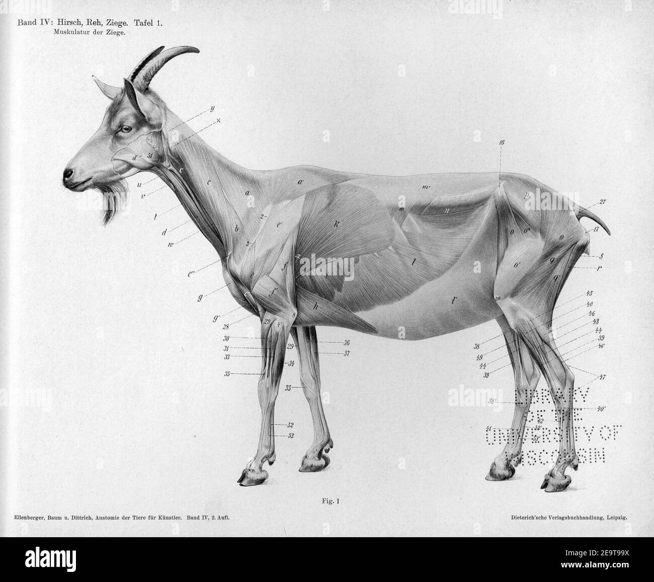 Muskulatur der Ziege, Tafel 1 Stock Photo - Alamy