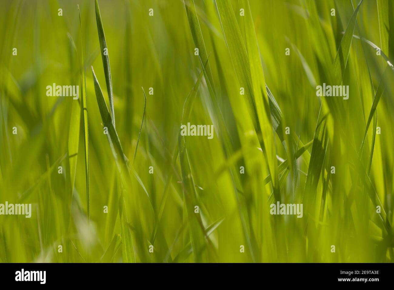 Green grass background hi-res stock photography and images - Alamy