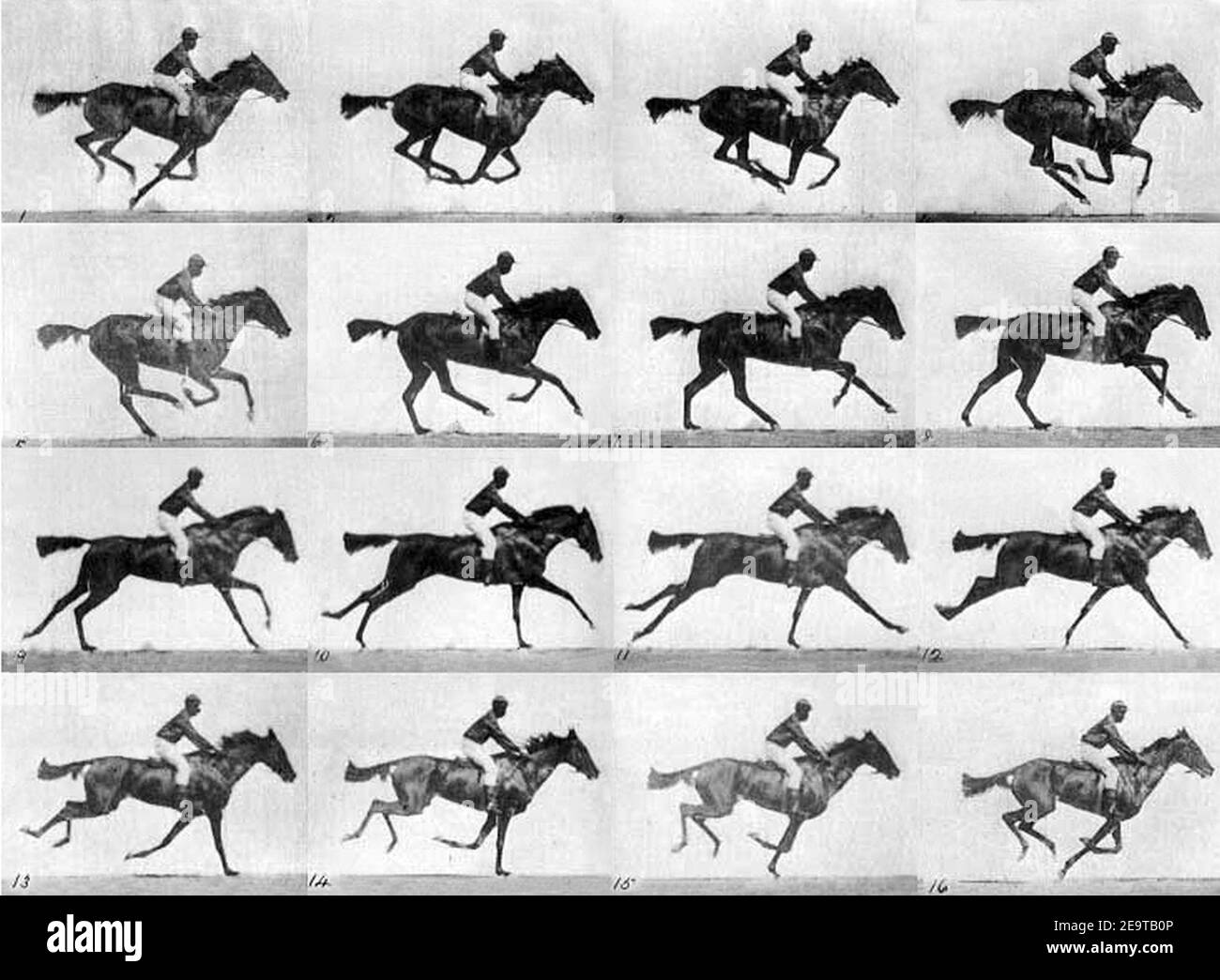 Muybridge race horse gallop Stock Photo Alamy