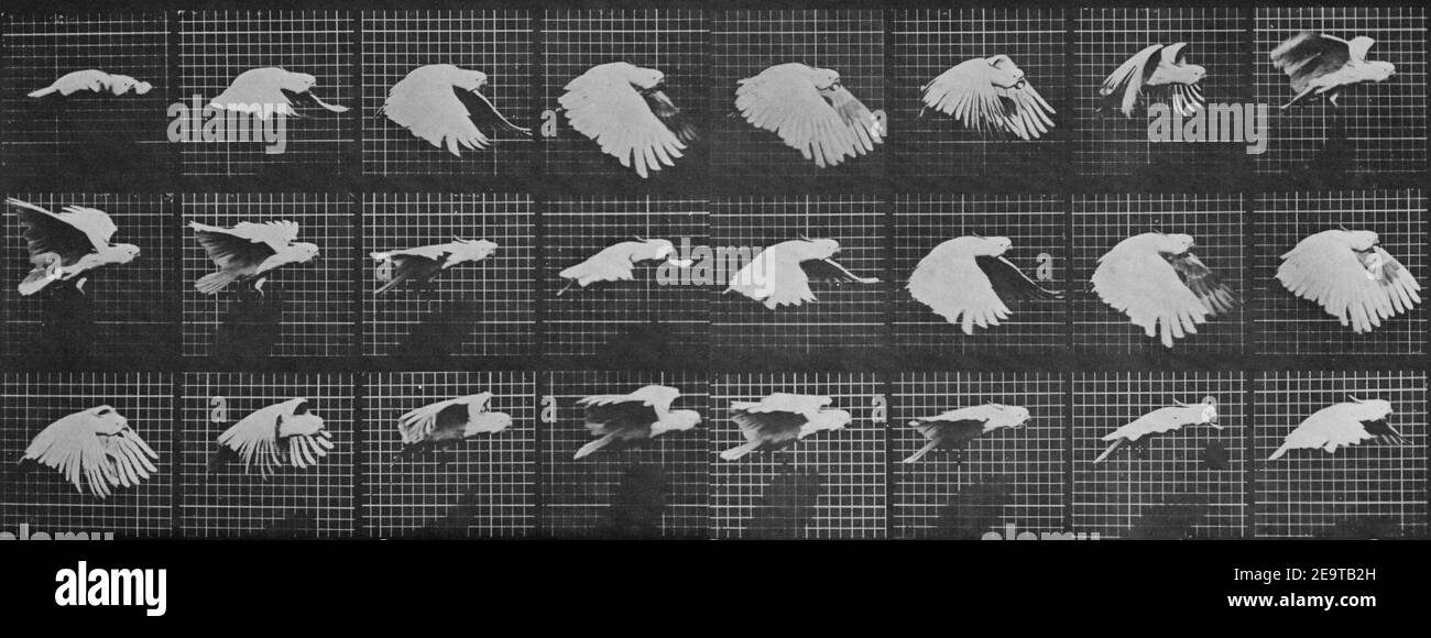 Muybridge, Eadweard - Fliegender Kakadu (0.17 Sekunden) Stock Photo