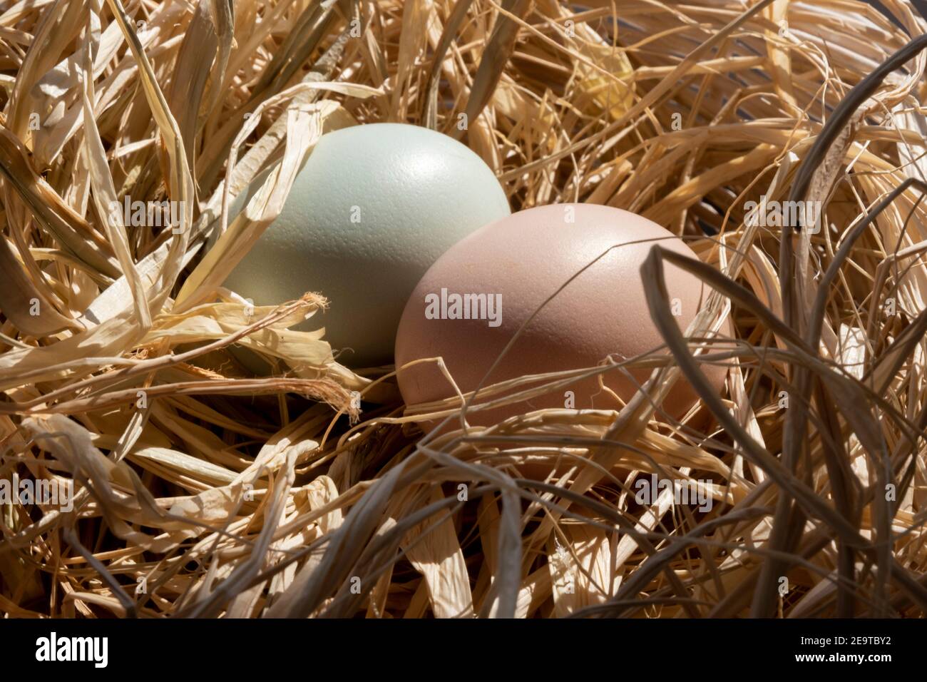 Organic Easter concept: Close up on two natural colored eggs lying on straw. Sun light reflecting on shell surface. Brown and greenish chicken egg Stock Photo