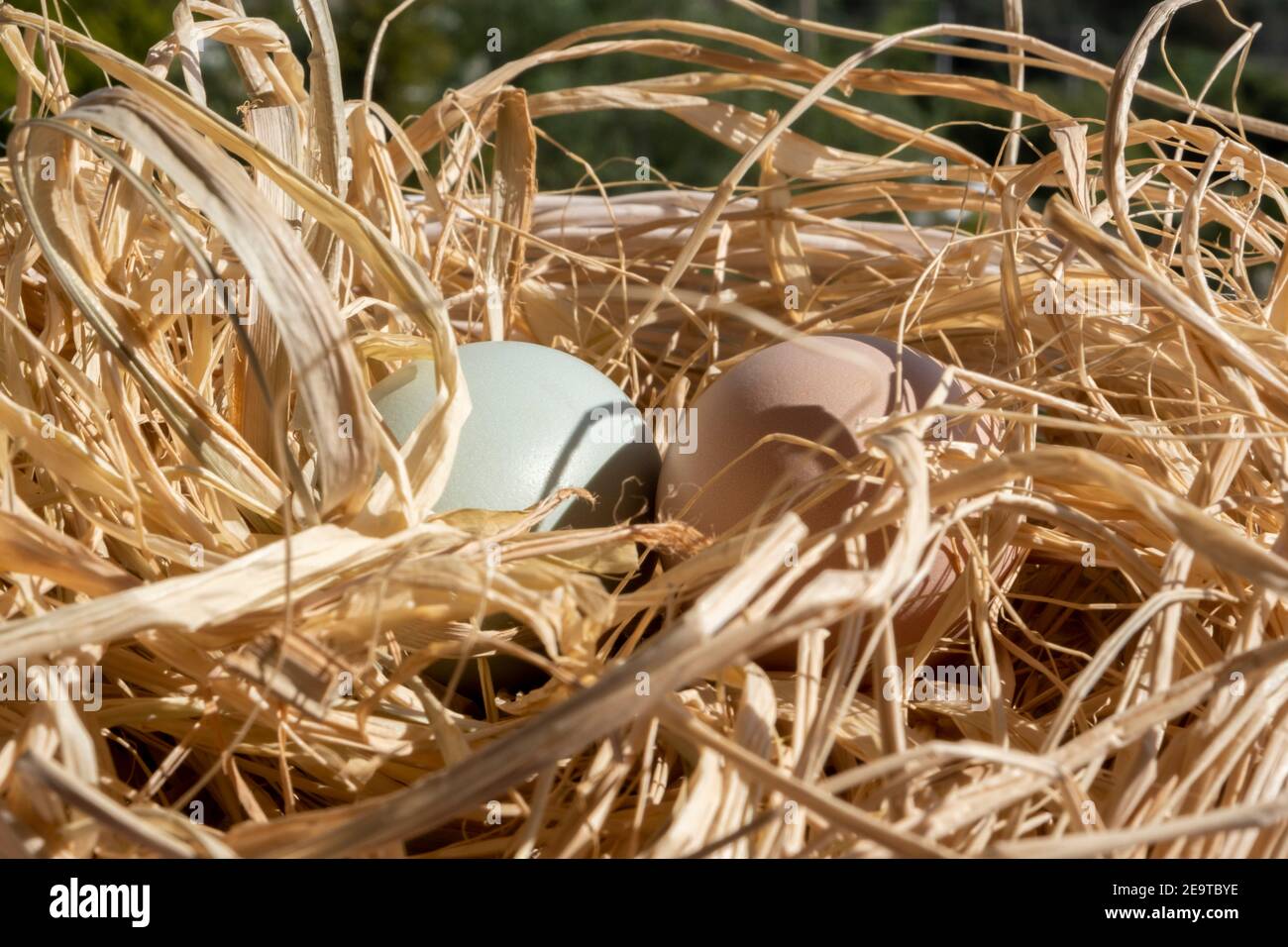 Organic Easter concept: Close up on two natural colored eggs lying on straw. Sun light reflecting on shell surface. Brown and greenish chicken egg Stock Photo