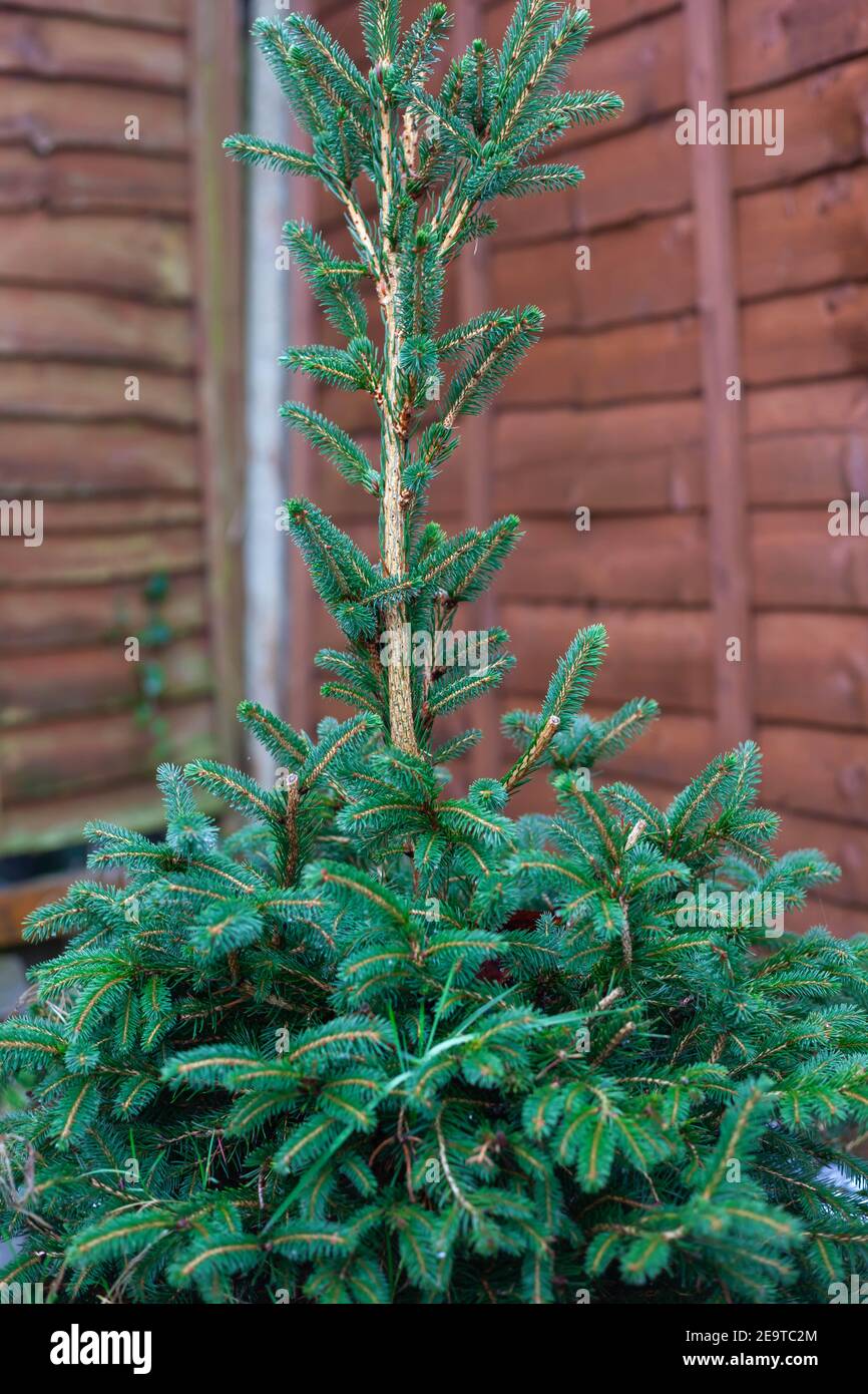 Close-up of a young Norwegian Spruce Stock Photo