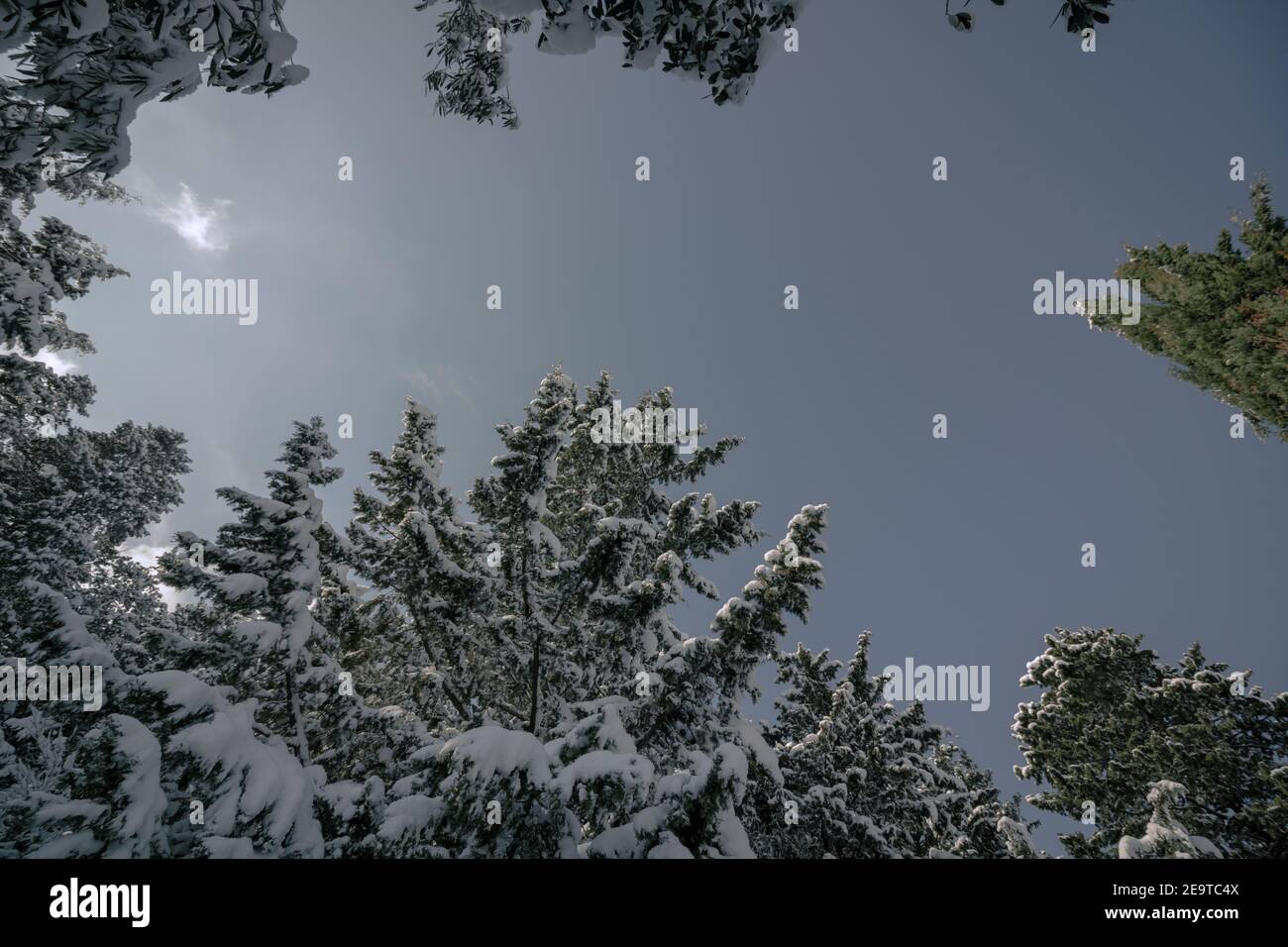 Snowy pine trees from below in the forest. winter background photo ...