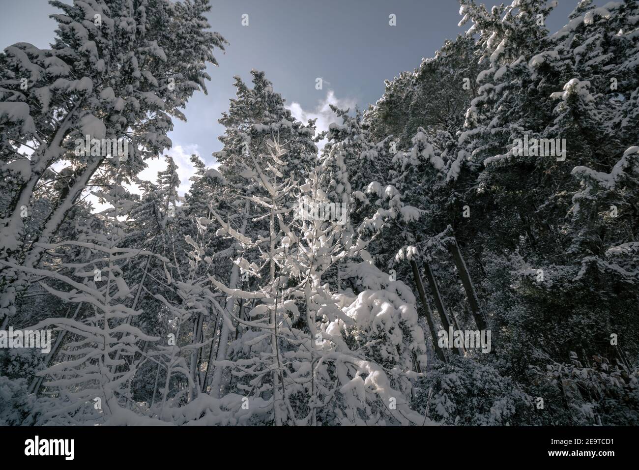 Snowy pine trees from below in the forest. winter background photo ...