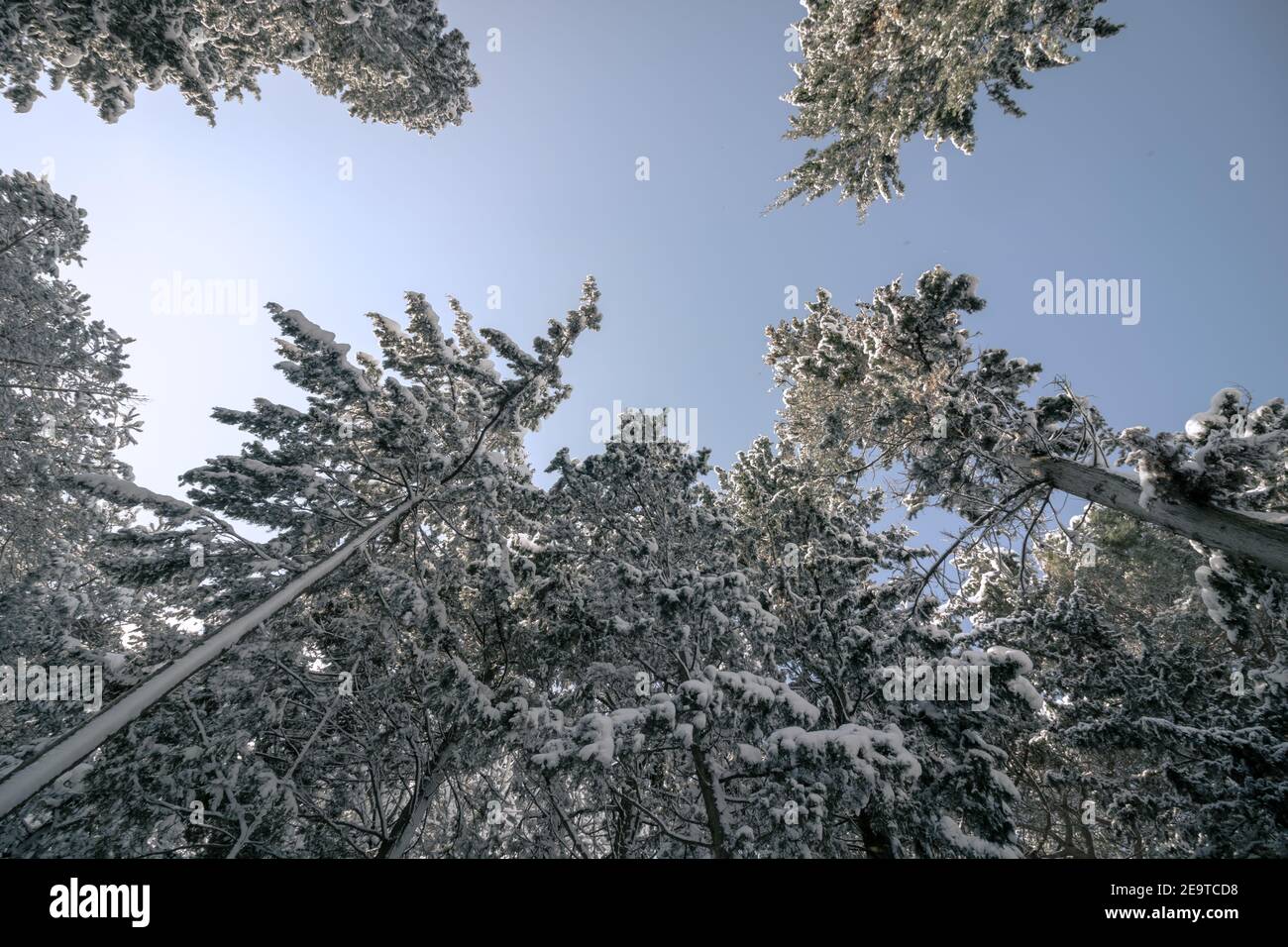 Snowy pine trees from below in the forest. winter background photo ...