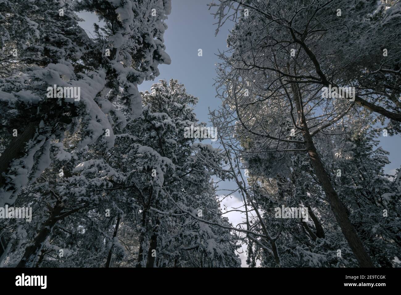 Snowy pine trees from below in the forest. winter background photo ...