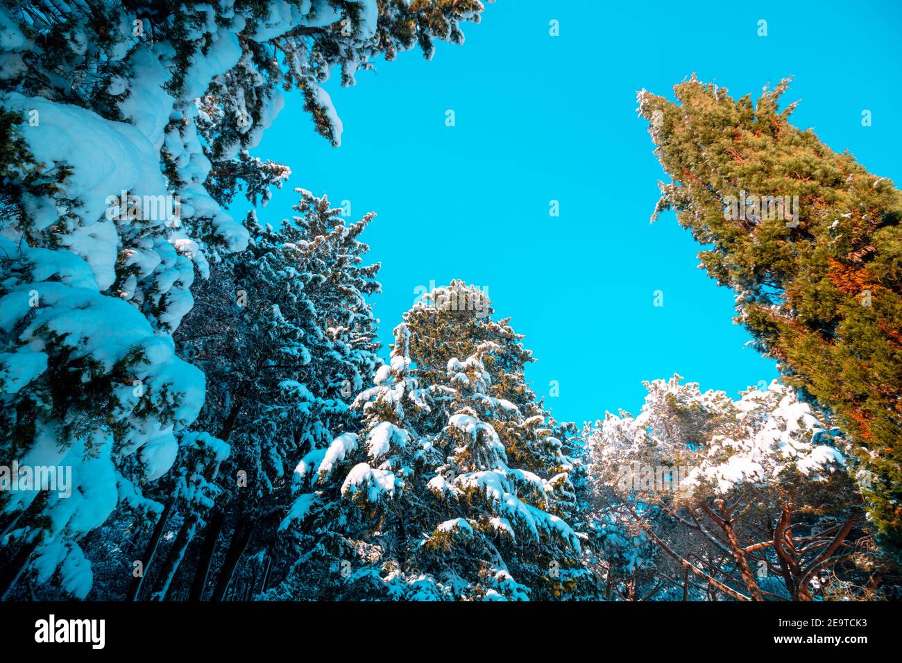 Snowy pine trees from below in the forest. winter background photo ...