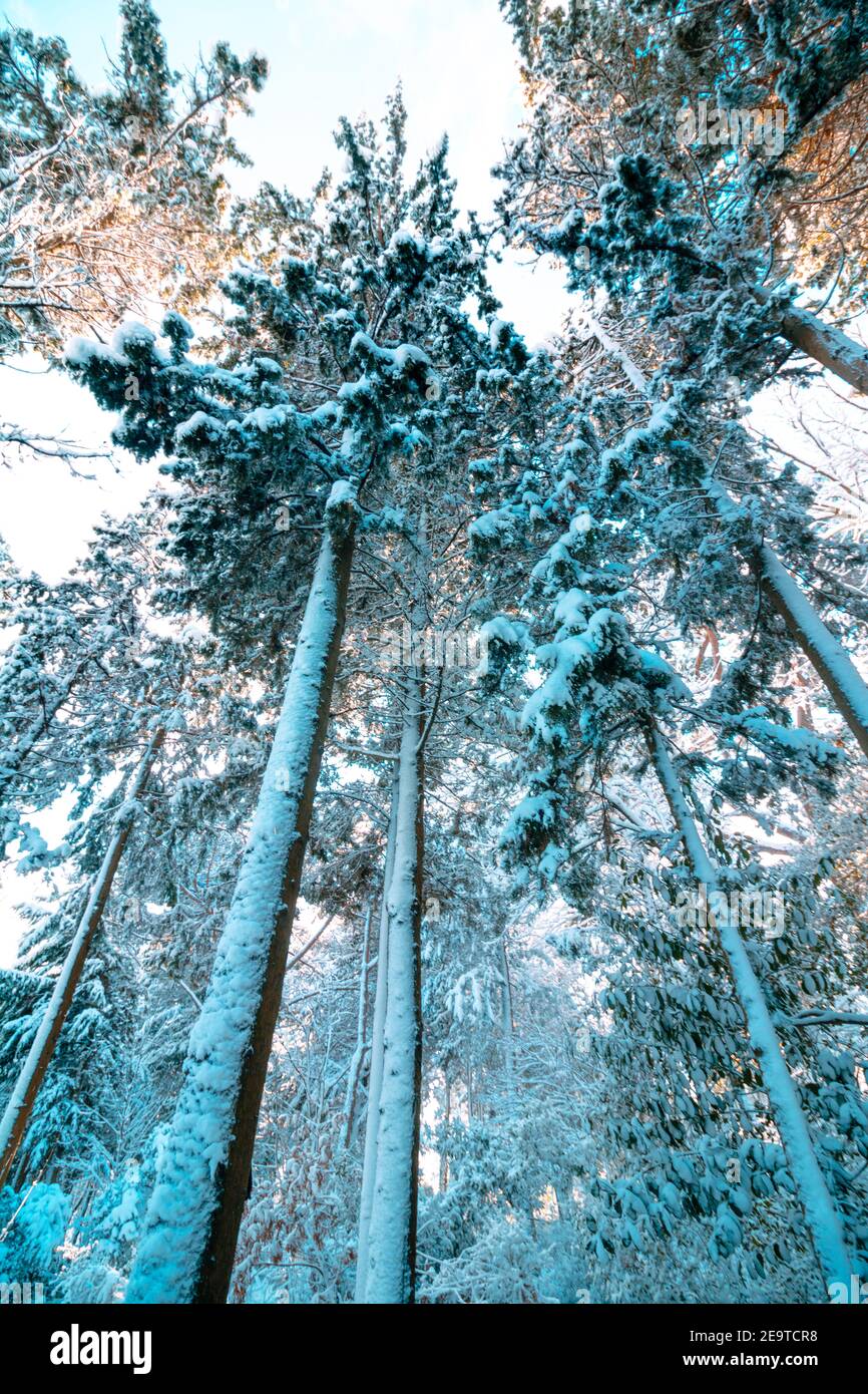 Snowy pine trees from below in the forest. winter background photo ...