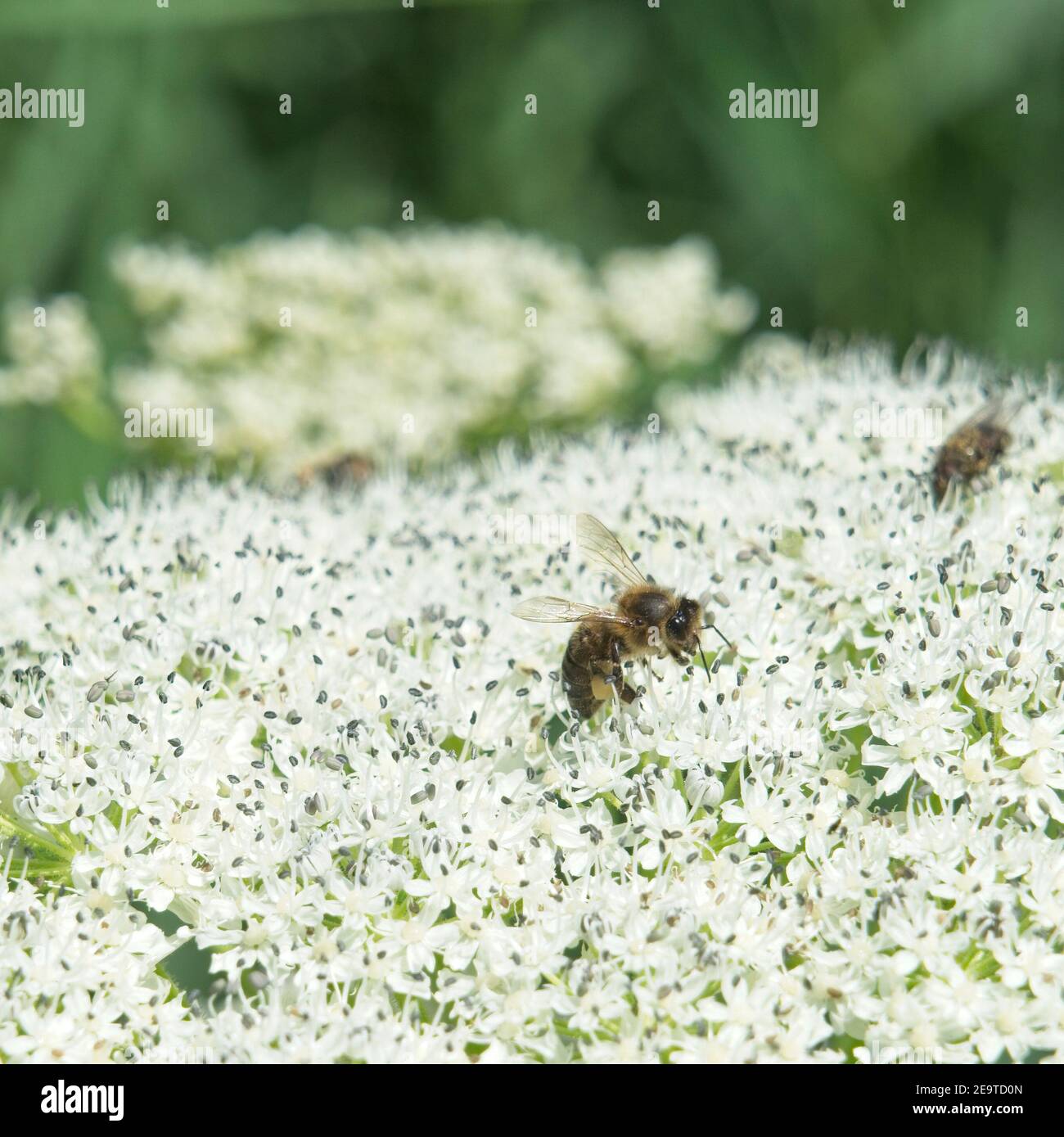 Barneveld Netherlands - 9 June 2020 - Bee on flowers of hogweed (Heracleum) Stock Photo