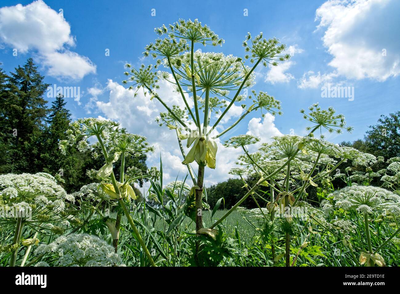 Barneveld Netherlands - 19 June 2020 - Hogweed (Heracleum) in nature reserve Klein Bylaer in the Netherlands Stock Photo
