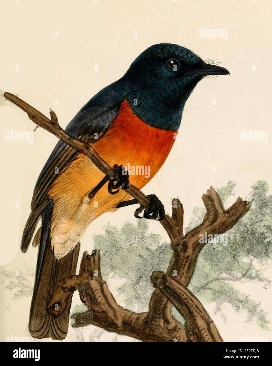 Myiagra vanikorensis rufiventris Keulemans Stock Photo Alamy