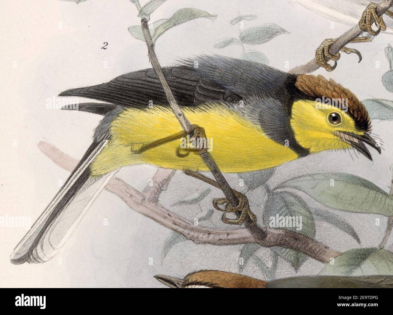 Myioborus torquatus hi-res stock photography and images - Alamy