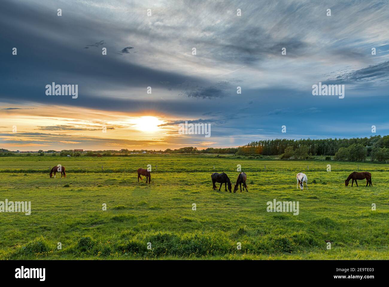 Chevaux dans une prairie au coucher de soleil, France, hauts de France, Sangatte Stock Photo