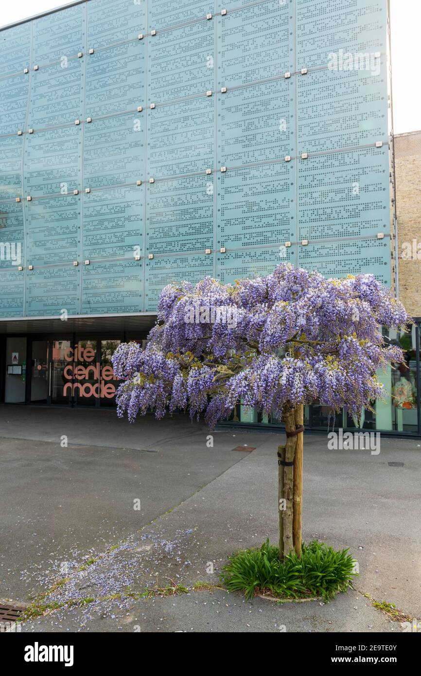 Glycine devant le musée de la dentelle, Calais Stock Photo