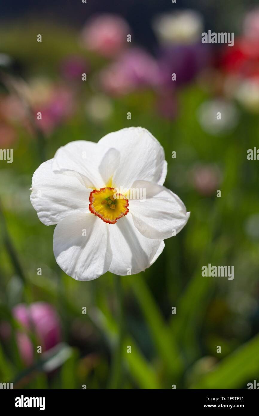Colorful spring flower bed on sunny day in South Tyrol; Single white daffodil (narcissus) blossom with beautiful blurred bokeh background Stock Photo