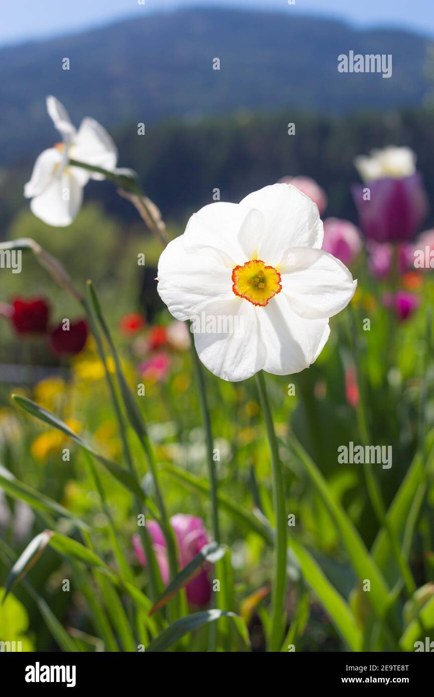 Colorful spring flower bed on sunny day in South Tyrol; Single white daffodil (narcissus) blossom with beautiful blurred bokeh background Stock Photo