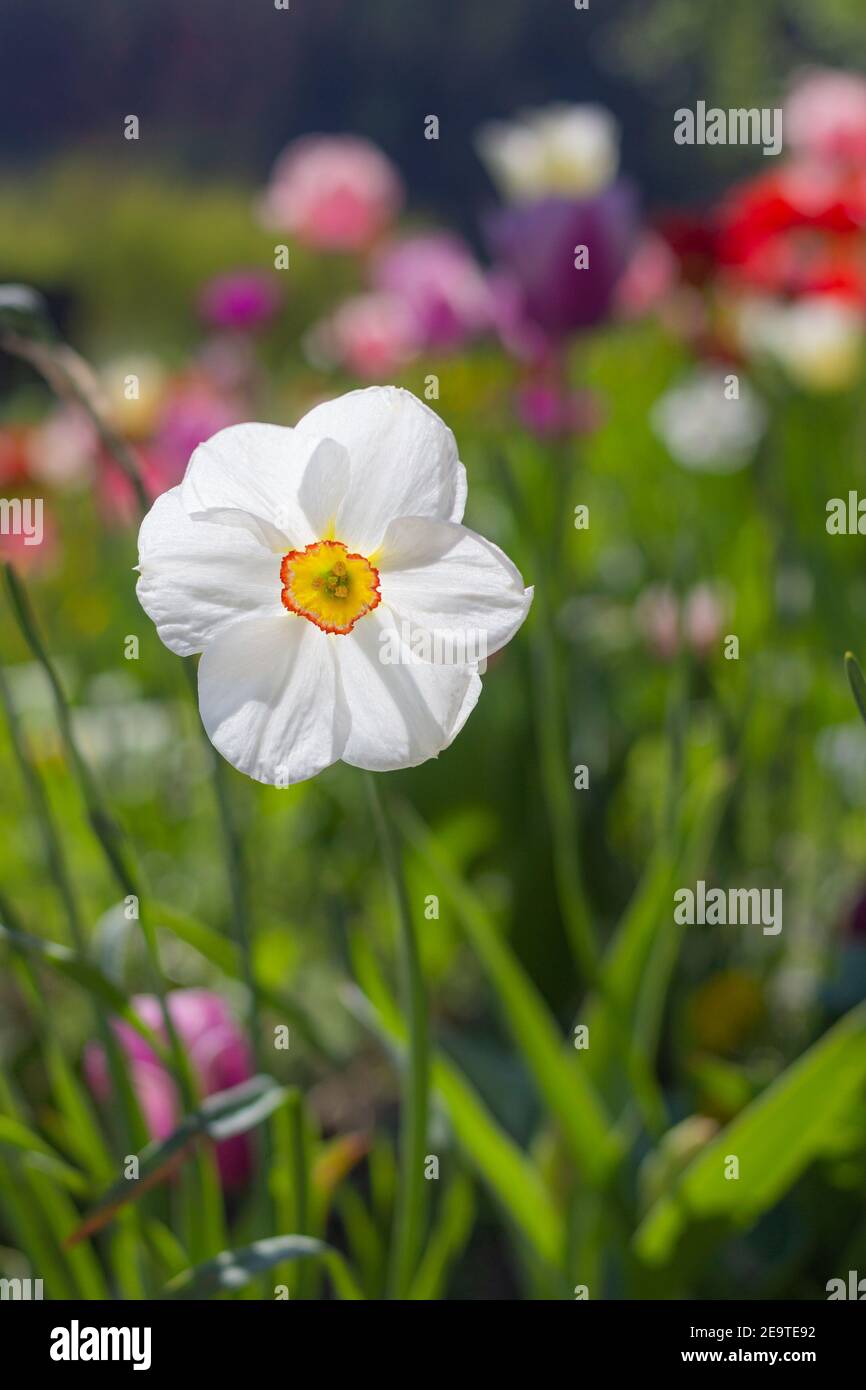 Colorful spring flower bed on sunny day in South Tyrol; Single white daffodil (narcissus) blossom with beautiful blurred bokeh background Stock Photo