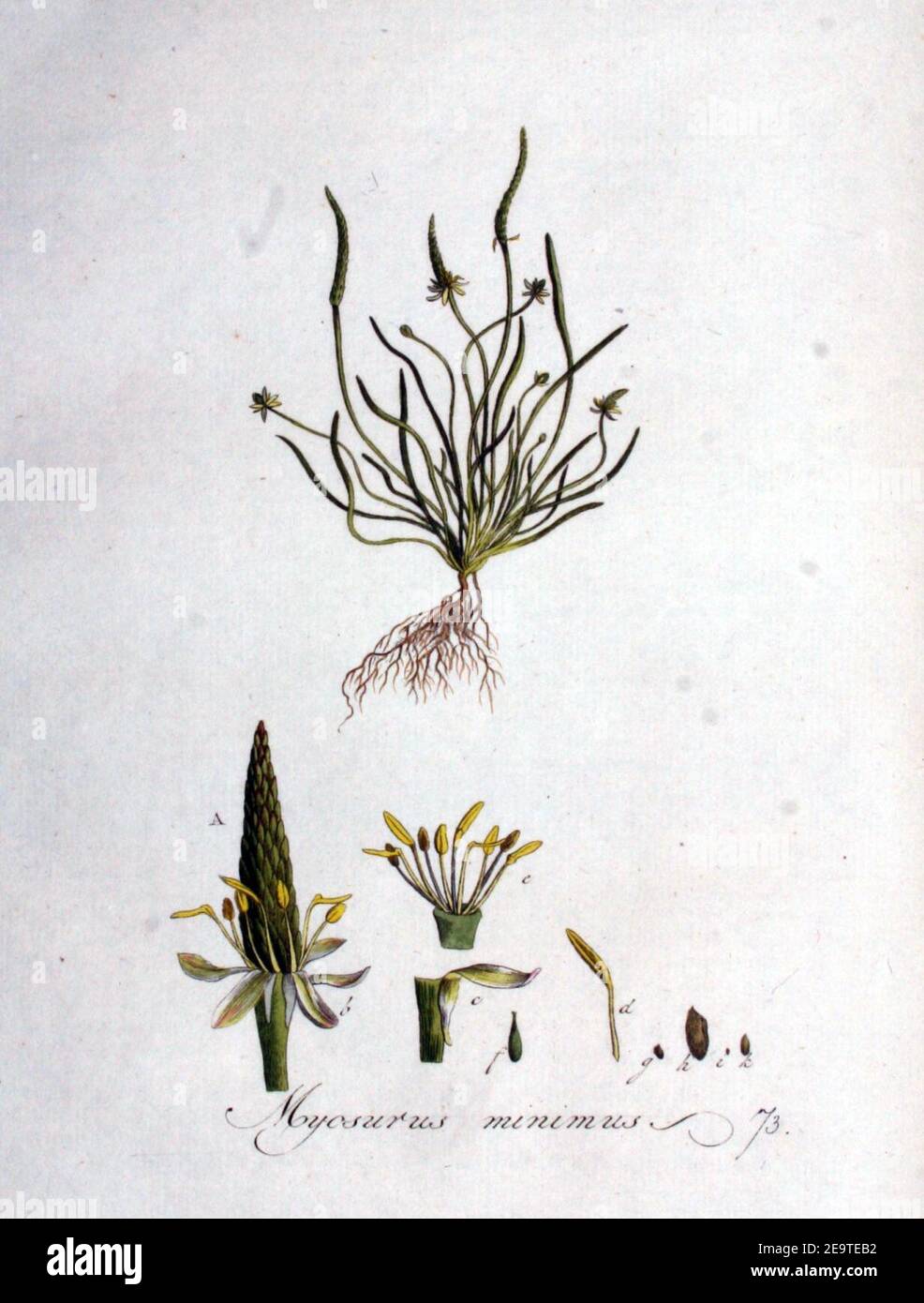 Myosurus minimus — Flora Batava — Volume v1. Stock Photo