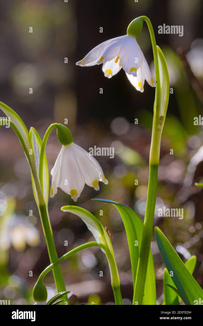 Artistic Portrait Of Spring Snowflake Leucojum Vernum Flowers Blooming In Early Spring In Alpine Valley Fruhlingstal In Kaltern South Tyrol Stock Photo Alamy
