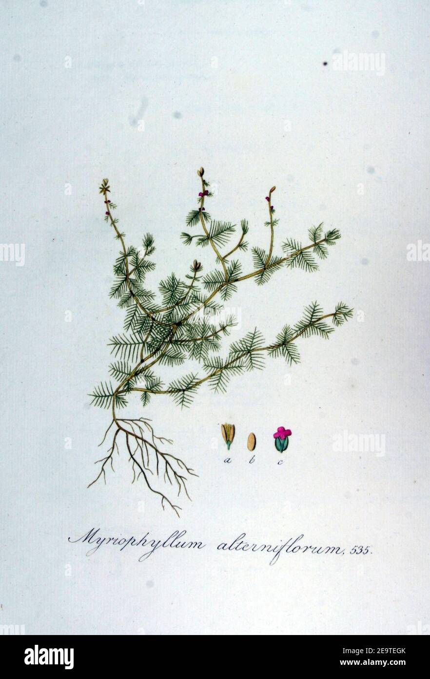 Myriophyllum alterniflorum — Flora Batava — Volume v7. Stock Photo
