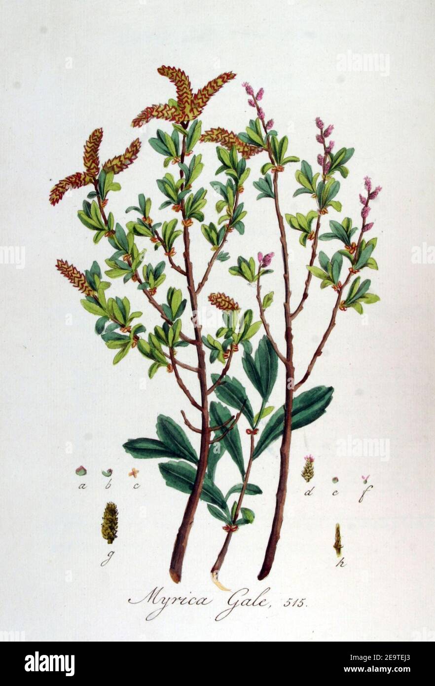 Myrica gale — Flora Batava — Volume v7. Stock Photo
