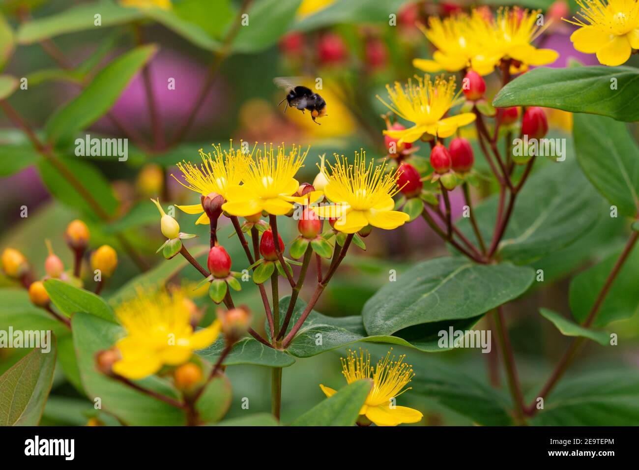 Macro of a bumble bee (bombus bombus) on a shrubby St. John's Wort (hypericum androsaemum) with blurred background; pesticide free environmental prote Stock Photo