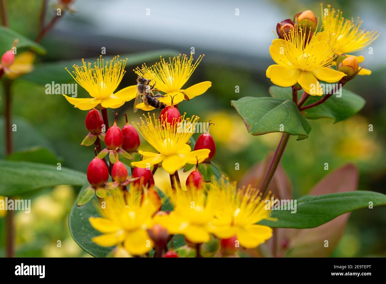 Macro of a honey bee (apis mellifera) on a shrubby St. John's Wort (hypericum androsaemum) with blurred bokeh background; pesticide free environmental Stock Photo