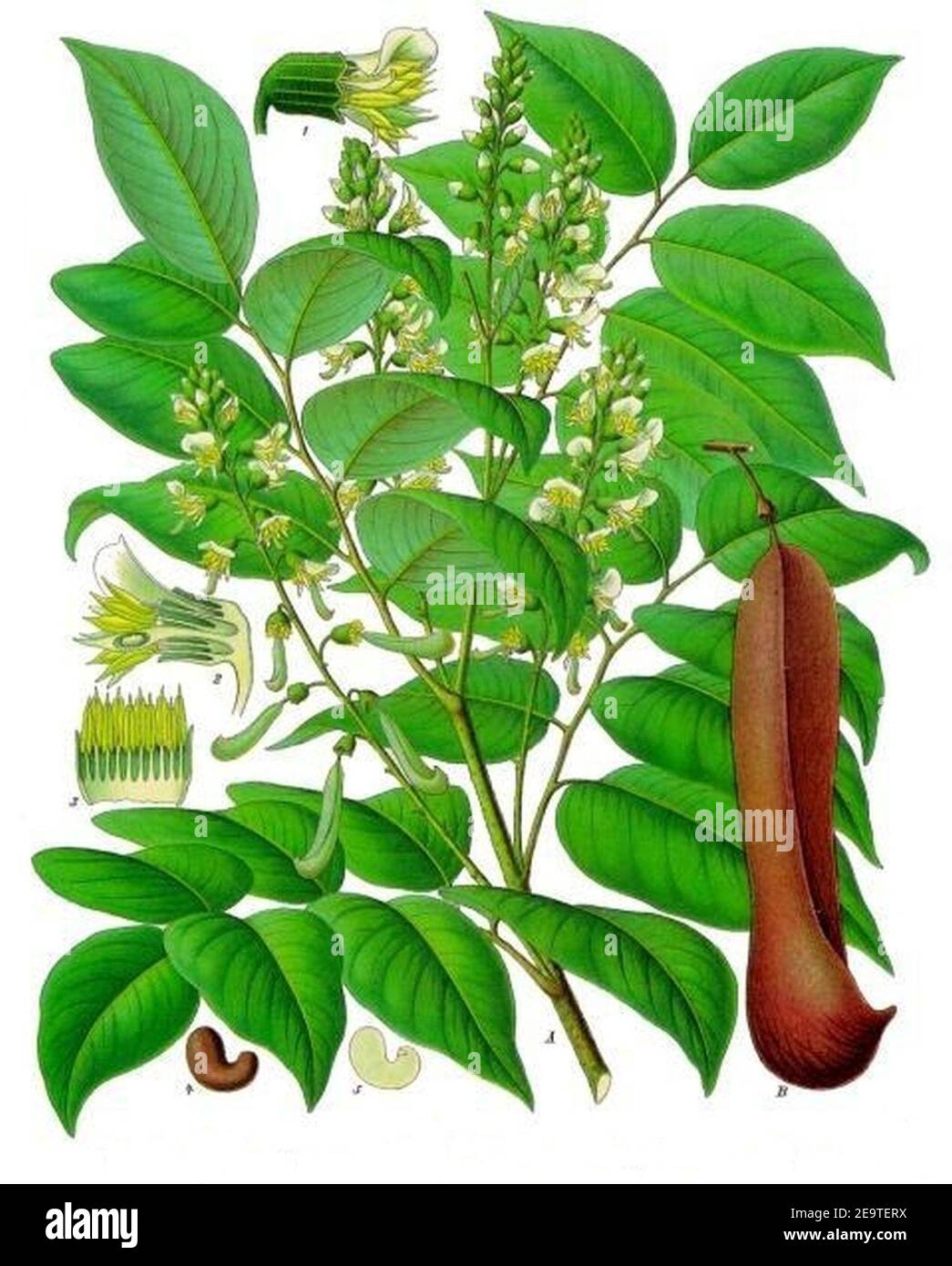 Myroxylon balsamum - Köhler–s Medizinal-Pflanzen-140. Stock Photo