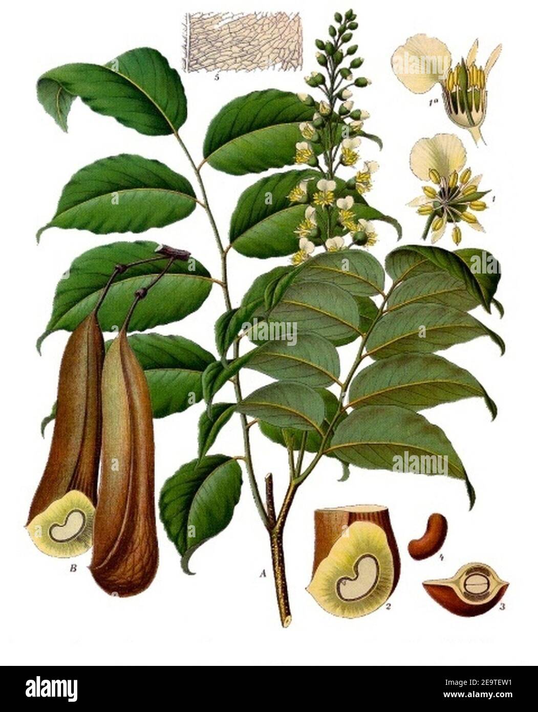 Myroxylon balsamum - Köhler–s Medizinal-Pflanzen-141. Stock Photo