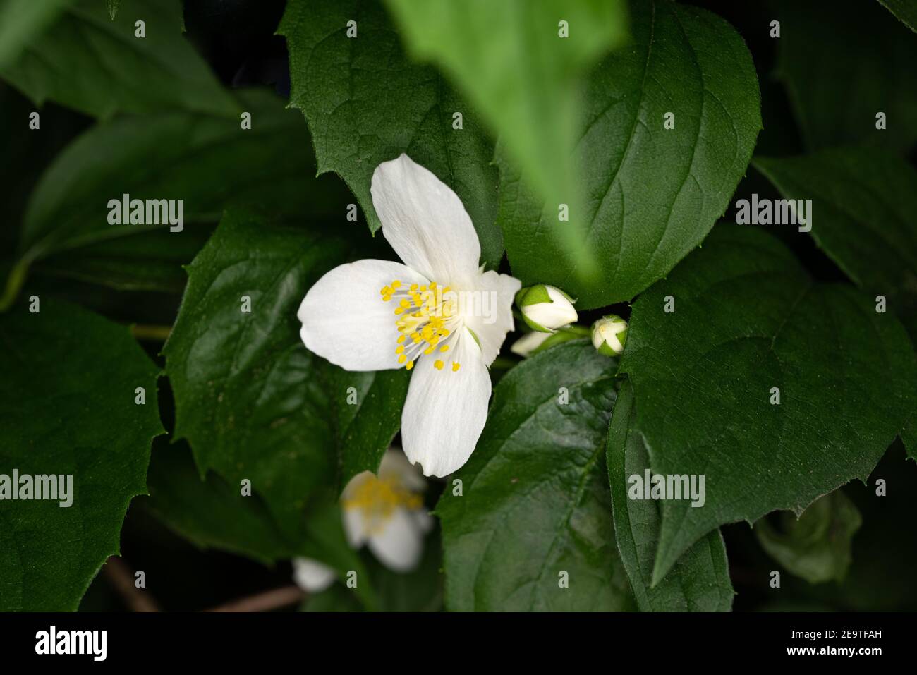 White flowers hanging on a tree with green leaves  (Jasmine flower plant in nature) - Macro shot in  forest Stock Photo