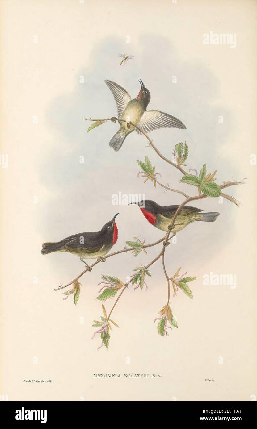 Myzomela sclateri - The Birds of New Guinea. Stock Photo