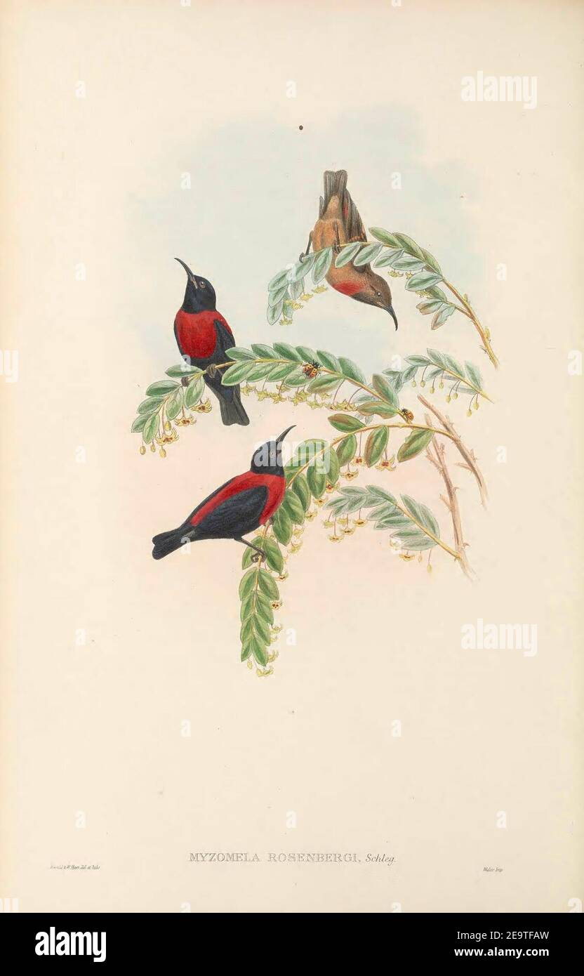 Myzomela rosenbergii - The Birds of New Guinea. Stock Photo