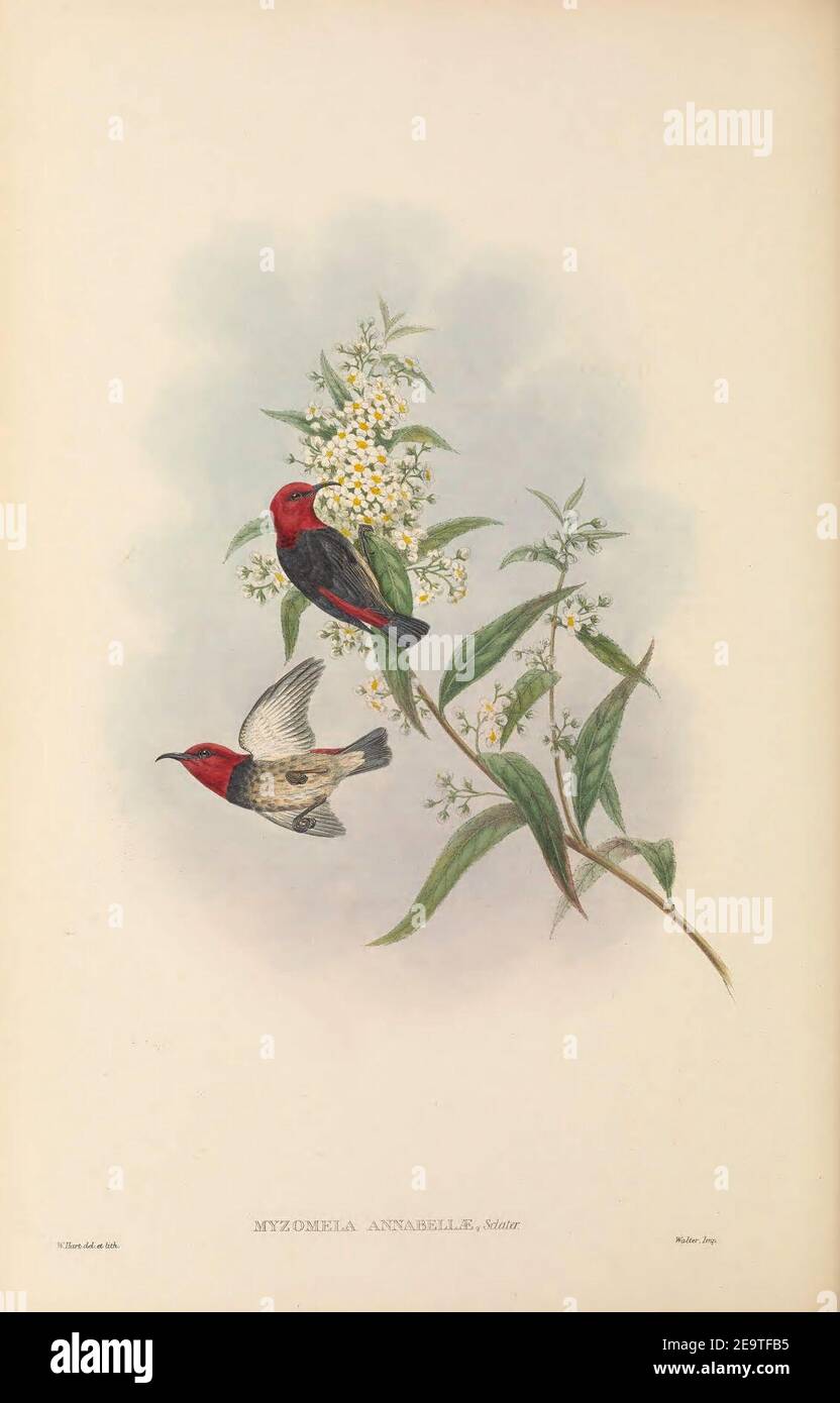 Myzomela annabellae - The Birds of New Guinea. Stock Photo