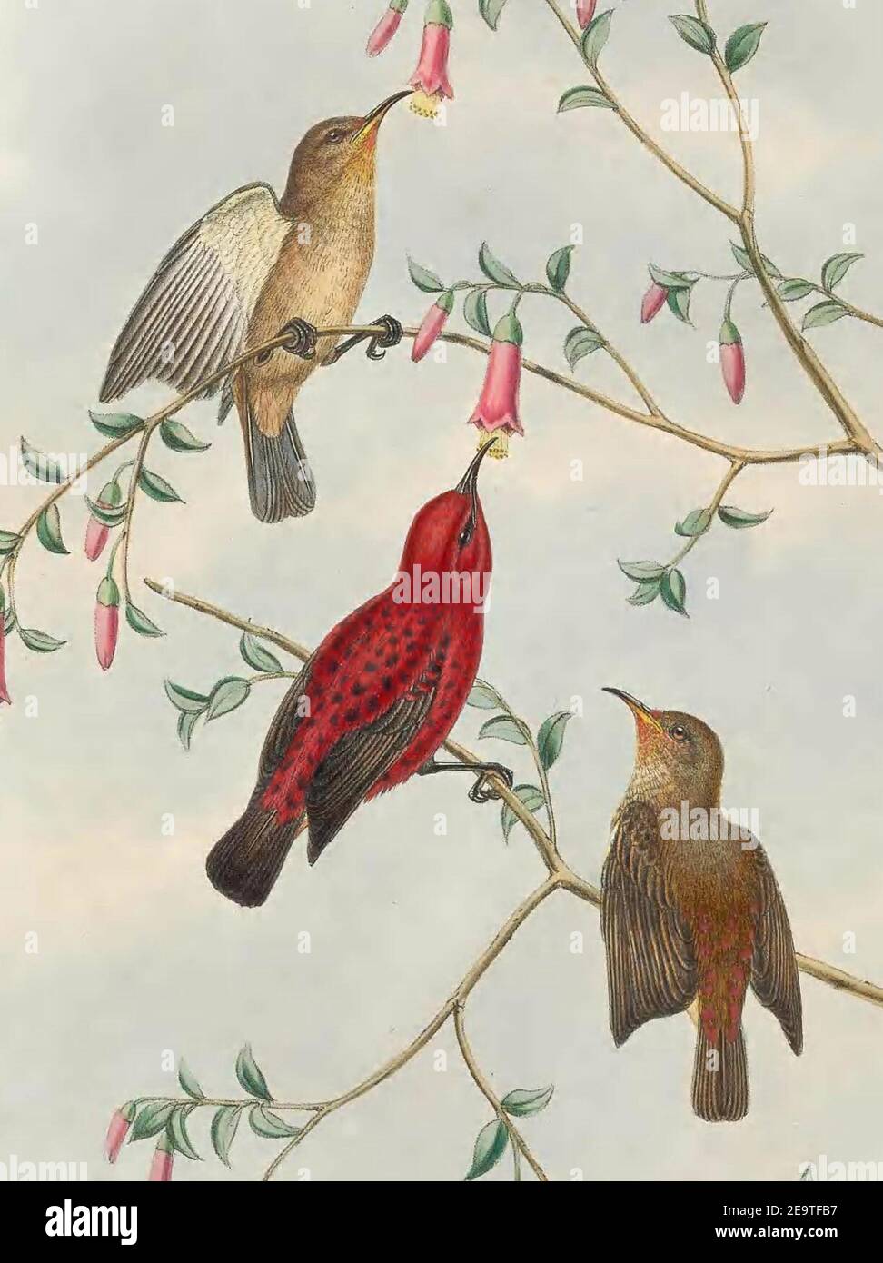 Myzomela wakoloensis - The Birds of New Guinea (cropped). Stock Photo