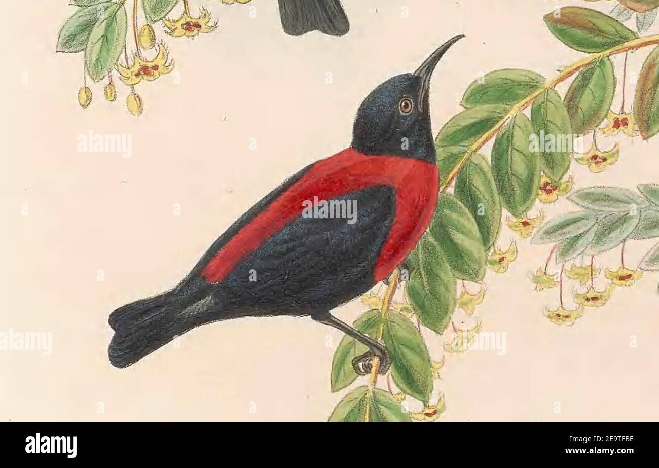 Myzomela rosenbergii - The Birds of New Guinea (cropped). Stock Photo