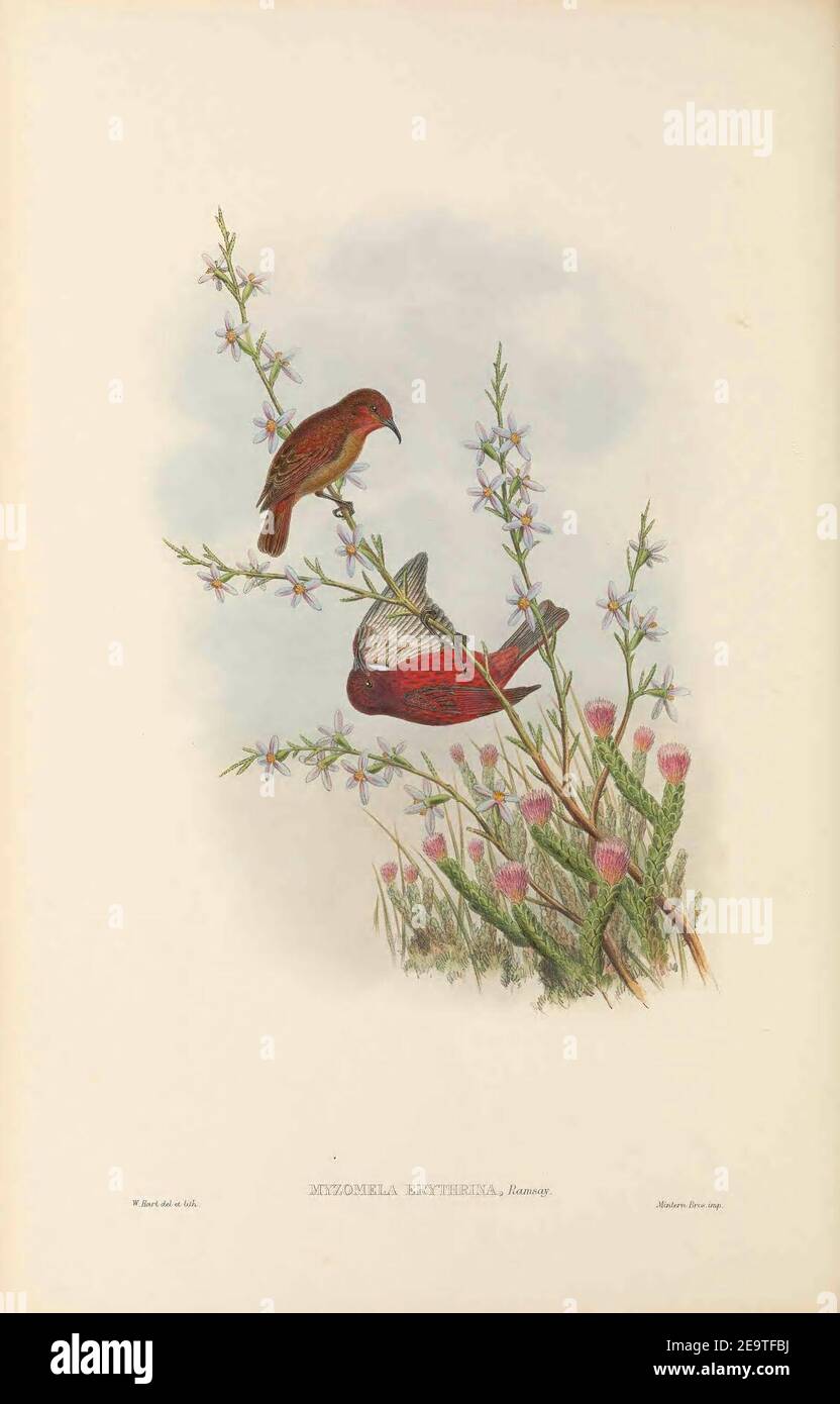 Myzomela erythrina - The Birds of New Guinea. Stock Photo