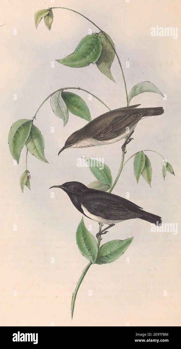 Myzomela nigra Gould 1848 (cropped). Stock Photo