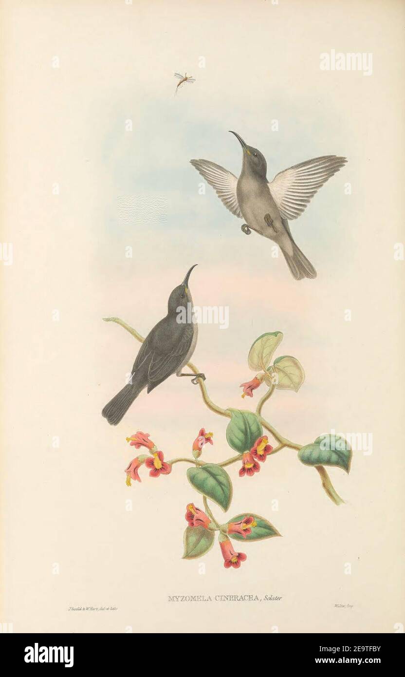 Myzomela cineracea - The Birds of New Guinea. Stock Photo