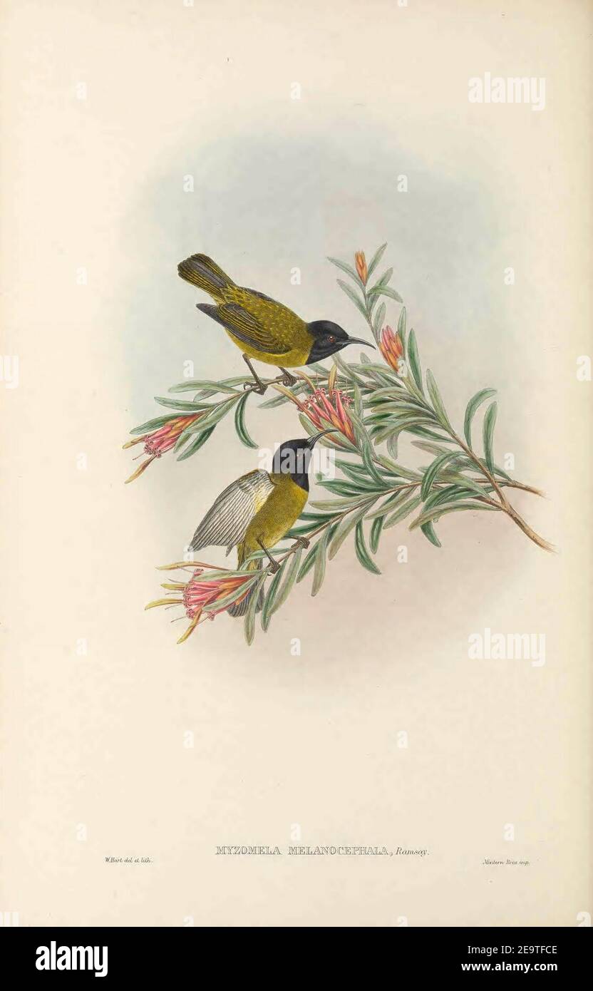 Myzomela melanocephala - The Birds of New Guinea. Stock Photo