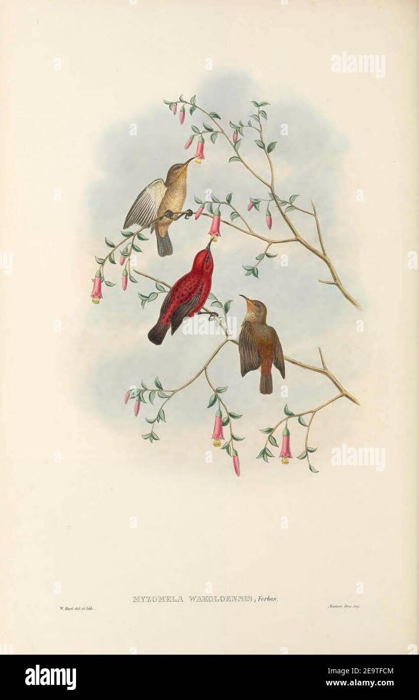 Myzomela wakoloensis - The Birds of New Guinea. Stock Photo