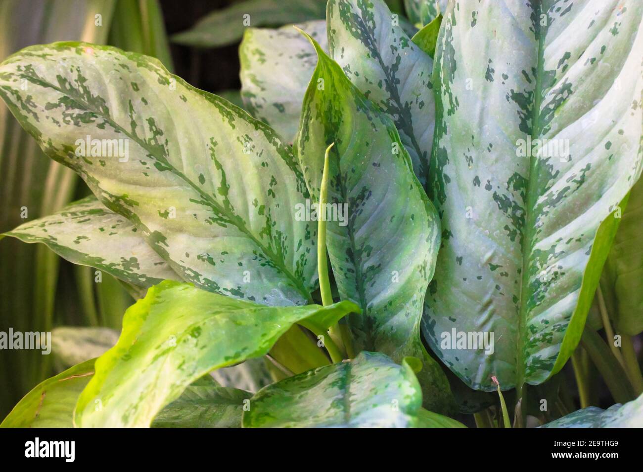 Dieffenbachia, Dumb Cane, Leopard Lily leaves texture and background. Taking care of home exotic plants. High quality photo Stock Photo
