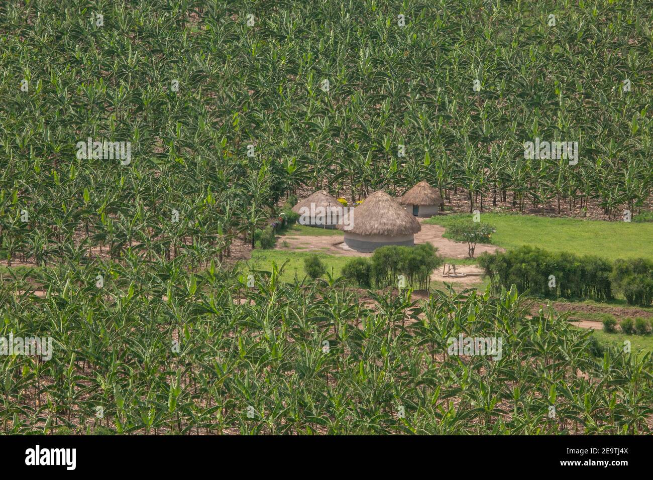 Small African Village surrounded by banana trees in Uganda, East Africa Stock Photo