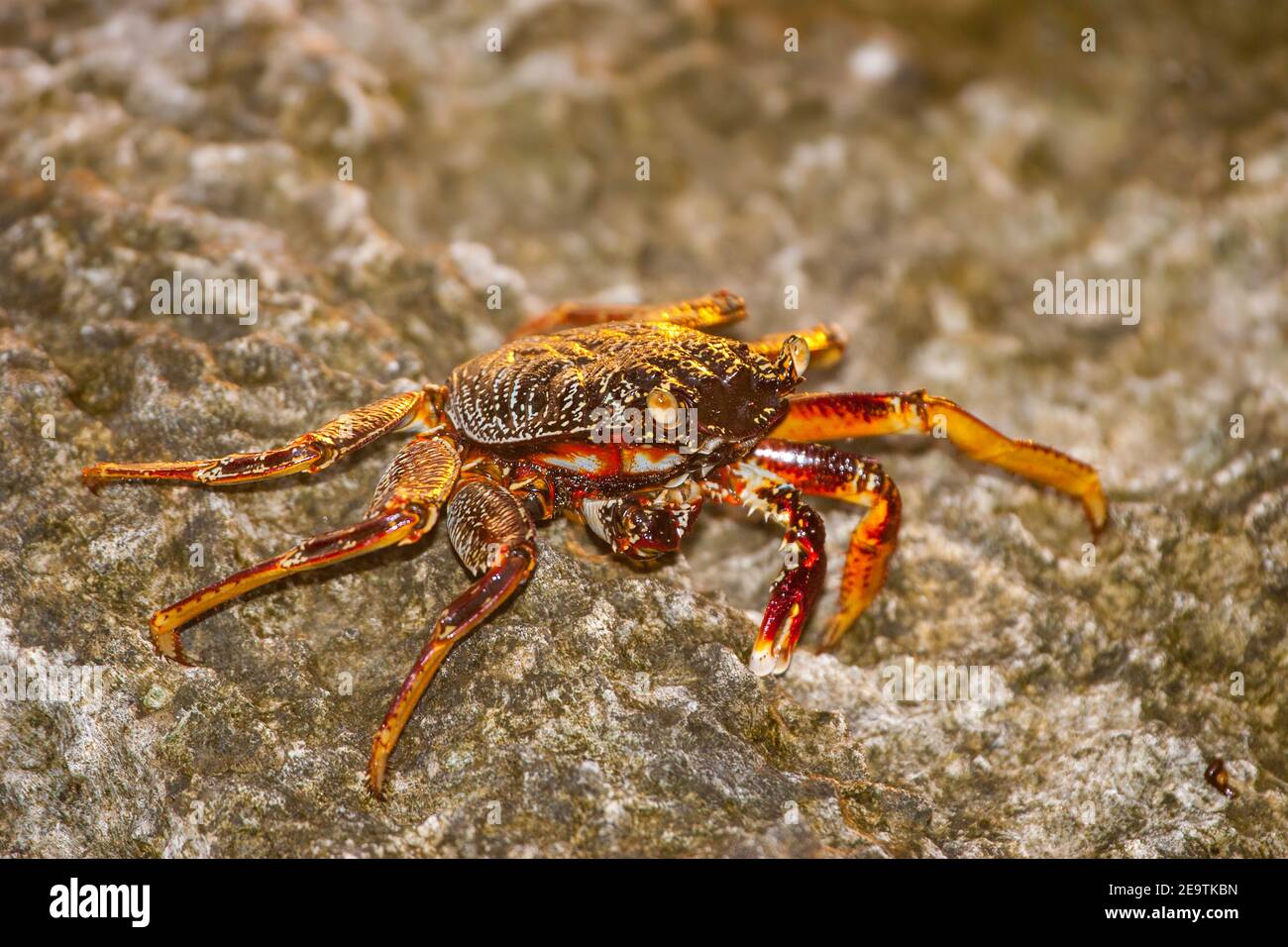 Thin shelled rock or grapsid crabs, Grapsus tenuicrustatus, live on rocky shores and in the nearby shallow water.  Fiji. These are also known as the n Stock Photo