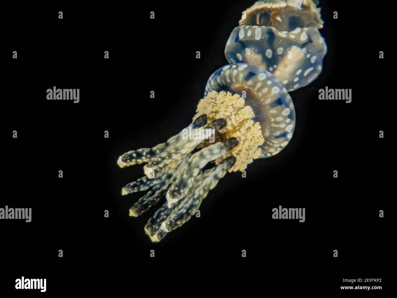 Spotted lagoon jellyfish or golden medusa, Mastigias papua, just below the surface at night in a lagoon, Palau, Micronesia. Stock Photo