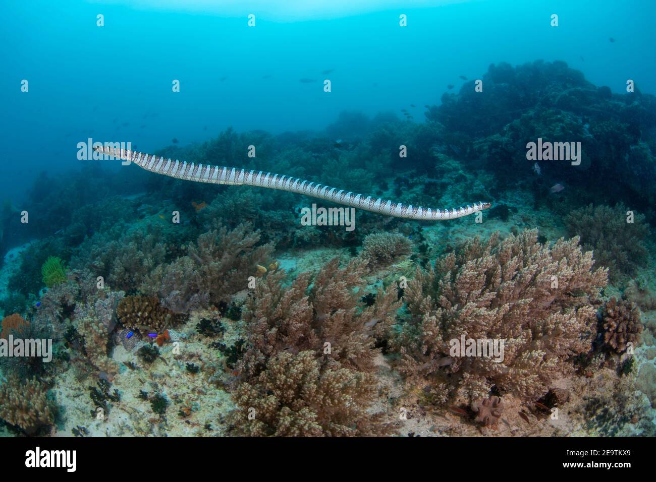 Annulated sea snake, Hydrophis cyanocinctus, is also known as the blue-banded sea snake and is a species of venomous sea snake in the family Elapidae, Stock Photo
