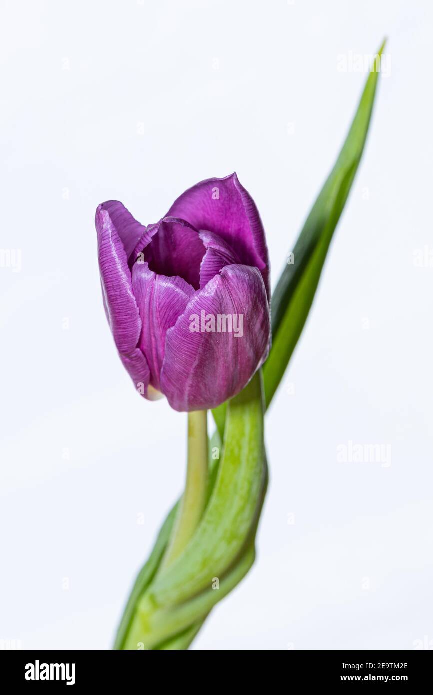 Single purple tulip against a white background Stock Photo