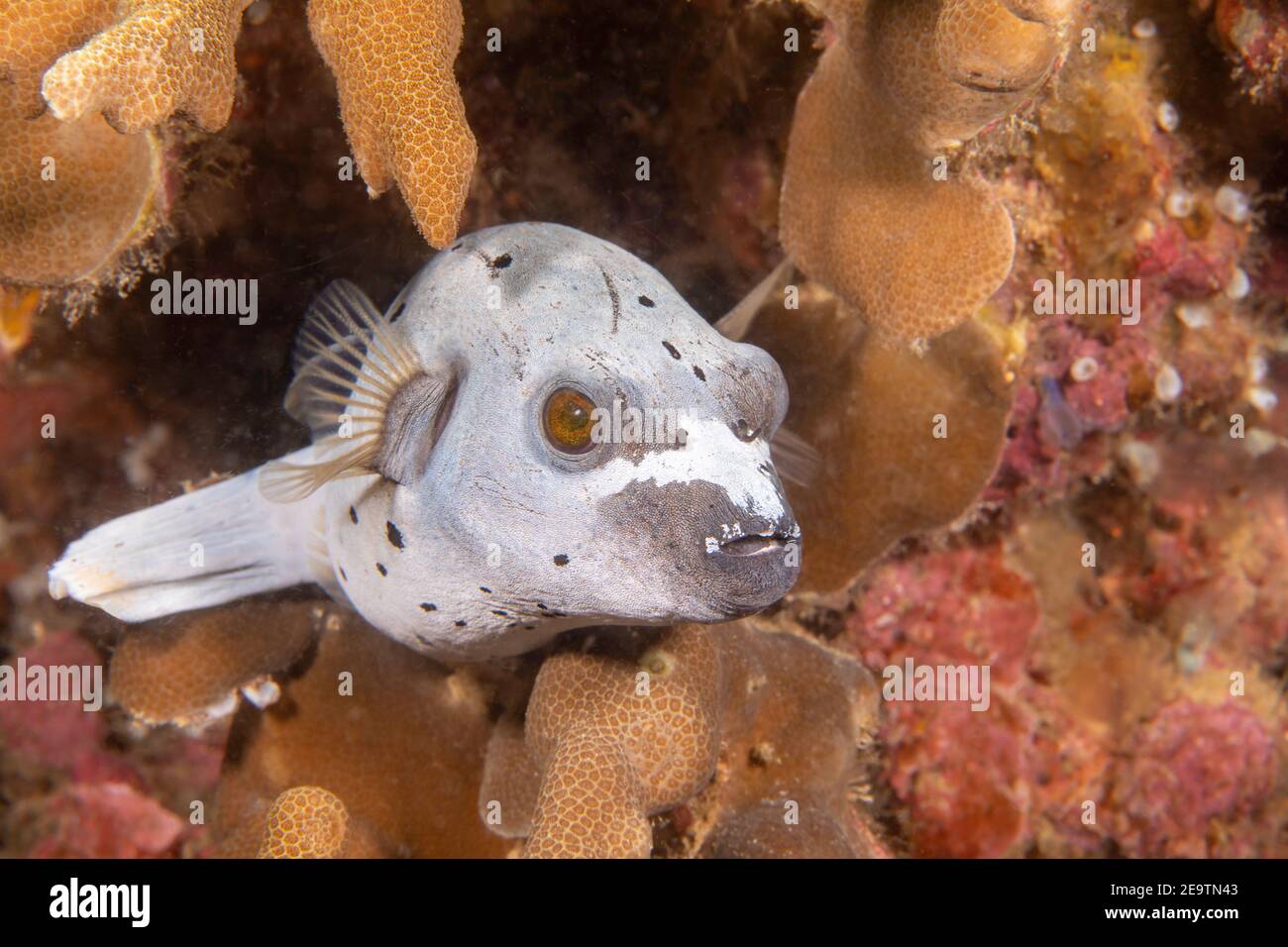 A blackspotted puffer or dog-faced puffer, Arothron nigropunctatus, Philippines, Southeast Asia. Stock Photo