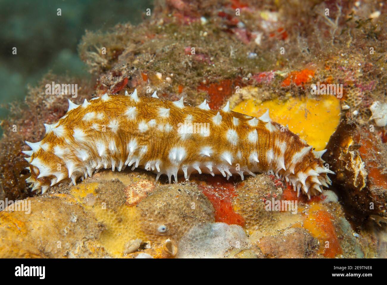 The tigertail sea cucumber, Holothuria hilla, is also referred to as the light-spotted sea cucumber and the sausage sea cucumber, Hawaii. Stock Photo