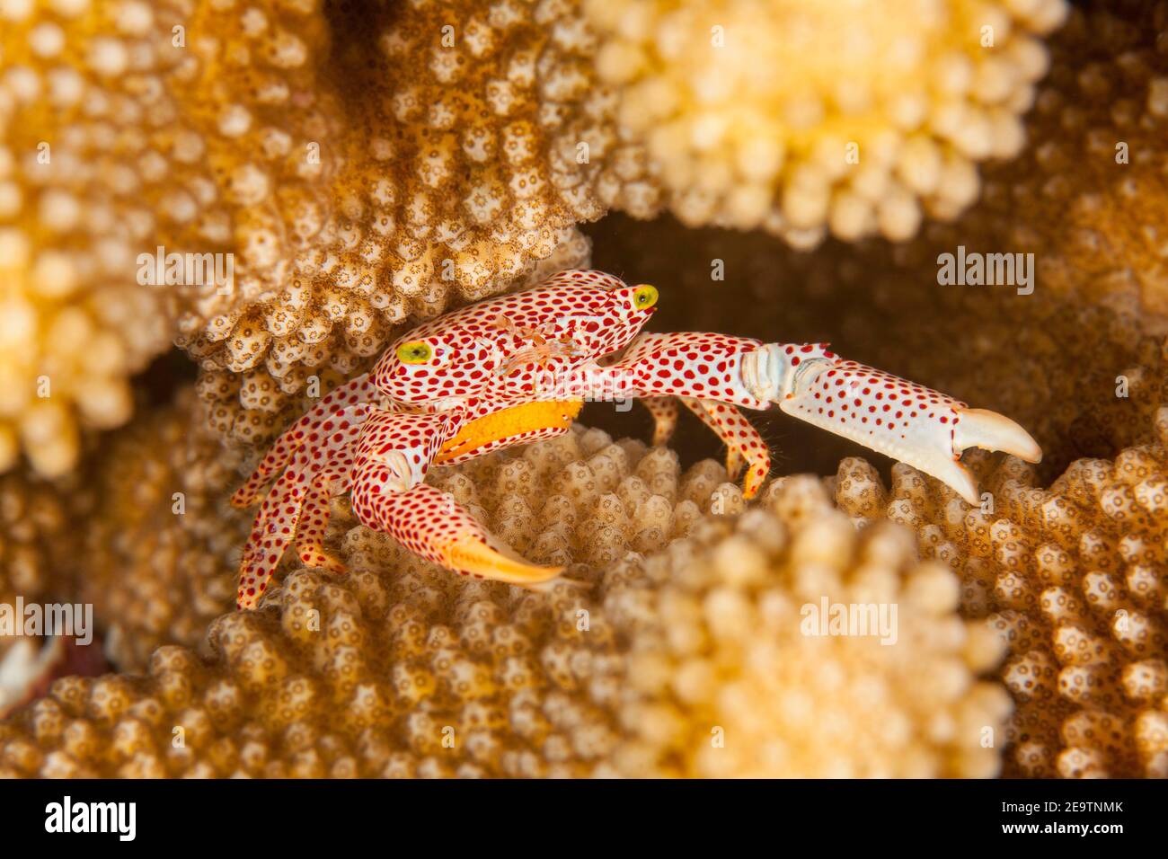 Red spotted guard crab, Trapezia tigrina, with eggs, in antler coral, Pocillopora eydouxi, Island of Yap, ( South Pacific), Micronesia. Stock Photo